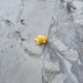 Natural Gold Nugget 4.06g